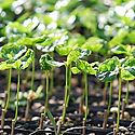 UTP promueve minifbrica de plantas para promover y aplicar nuevas tecnologas de produccin agrcola