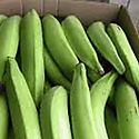 Banano encabez las exportaciones en Panam en el primer trimestre del 2024