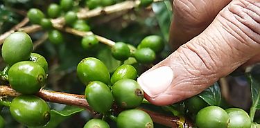 Cambio Climtico preocupa a productores de caf de las tierras altas chiricanas