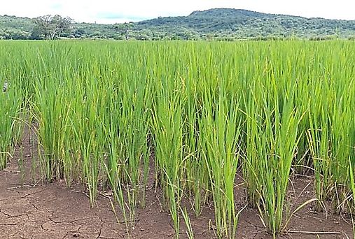 Panam alcanza el 906 de siembra de arroz en la temporada agrcola 20232024