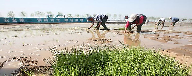 China logra arroz que puede ser cultivado con agua de mar