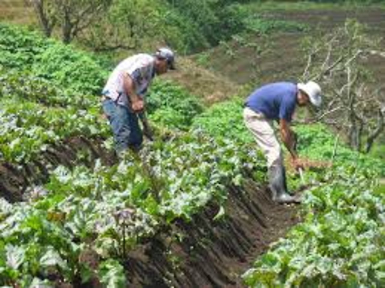 Idiap Expone Sobre Agricultura De Subsistencia 3736